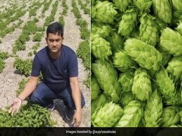 बिहार में 1 लाख रुपए किलो वाली सब्जी की खेती करने वाले किसान का दावा निकला झूठा, हुई जांच तो कही नहीं मिला Hop shoot बिहार में 1 लाख रुपए किलो वाली सब्जी की खेती करने वाले किसान का दावा निकला झूठा, हुई जांच तो कही नहीं मिला Hop shoot
