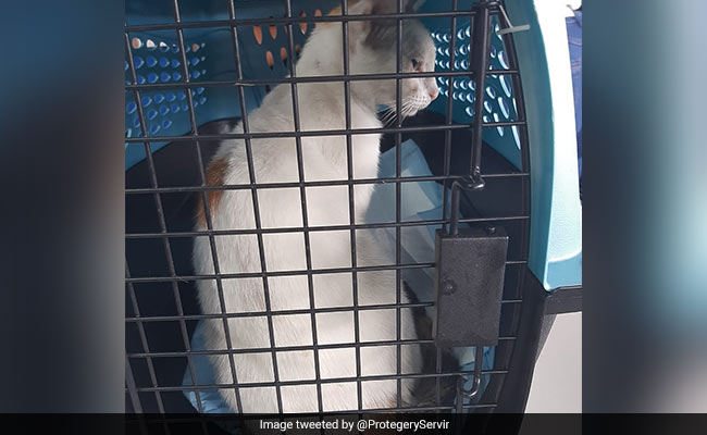 Cat Caught Smuggling Drugs Into Panama Prison