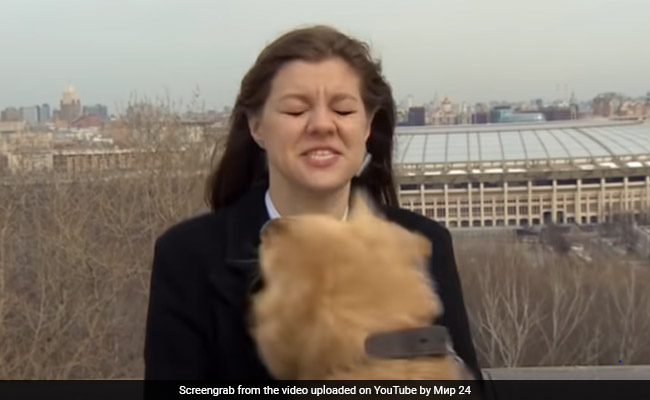 Live Reporting के दौरान कुत्ते ने कर दिया Attack, माइक छीनकर भागा, तो पीछे दौड़ी रिपोर्टर, फिर हुआ कुछ ऐसा - देखें Video