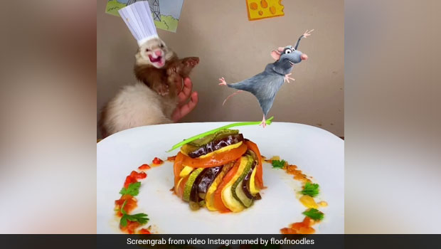 Viral: This Ferret Chef Recreates The Famous Ratatouille Scene