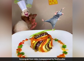 Viral: This Ferret Chef Recreates The Famous Ratatouille Scene Viral: This Ferret Chef Recreates The Famous Ratatouille Scene