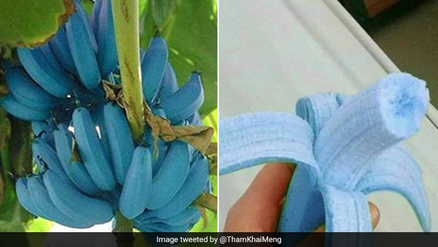 Ever Heard Of Blue Java Banana? It Tastes 'Just Like Vanilla Ice Cream' - Says Twitter User