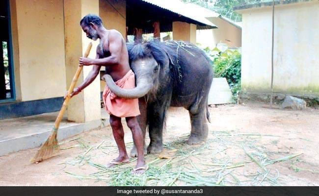 झाड़ू लेकर सफाई कर रहा था शख्स, तभी पीछे आकर लिपट गया हाथी का बच्चा, फोटो ने जीता लोगों का दिल