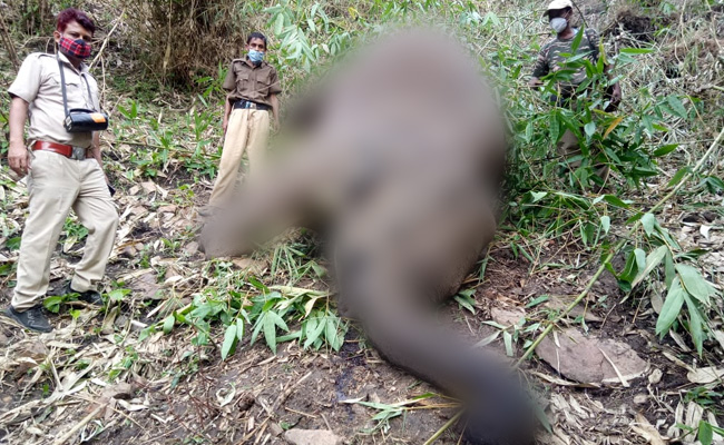 18 Elephants Killed In Lightning Strike In Assam