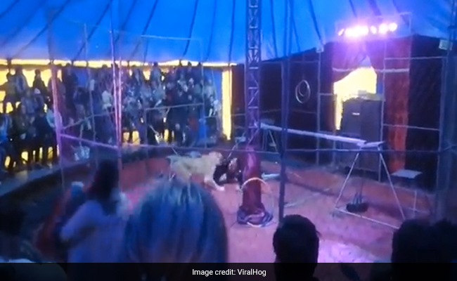 Video: Lioness Attacks Circus Trainer In Front Of Shocked Audience