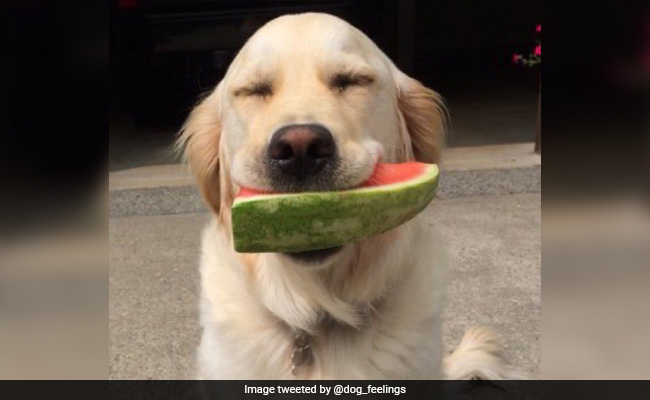 Farewell To Halo, Face Of Popular 'Thoughts Of Dog' Twitter Account