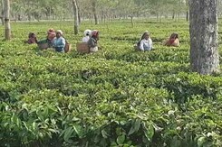 Hit Hard In 2nd Covid Wave, 1% Of Assam Tea Workers Have Got Both Jabs Hit Hard In 2nd Covid Wave, 1% Of Assam Tea Workers Have Got Both Jabs