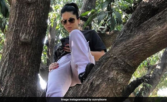 Sunny Leone पेड़ पर बैठकर चलाती दिखीं फोन, फैन्स बोले- नीचे नेटवर्क नहीं था क्या?