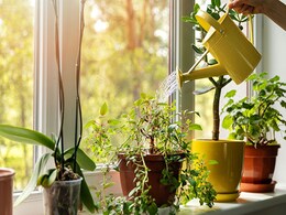 Good Luck Plants: वास्तु अनुसार गुडलक लाते हैं ये पैधे, घर में लगाने के लिए ये है सही दिशा Good Luck Plants: वास्तु अनुसार गुडलक लाते हैं ये पैधे, घर में लगाने के लिए ये है सही दिशा