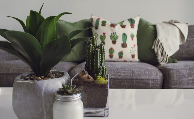 Turn Your Homes Into Lush Spaces With These Cooling House Plants