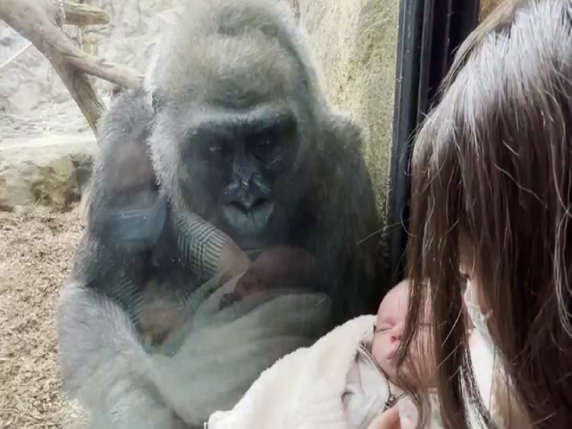 Watch: Kiki The Gorilla Shares A Special Moment With New Mom And Baby