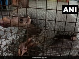 Three Arrested With Live Pangolin, Scales In West Bengal Three Arrested With Live Pangolin, Scales In West Bengal