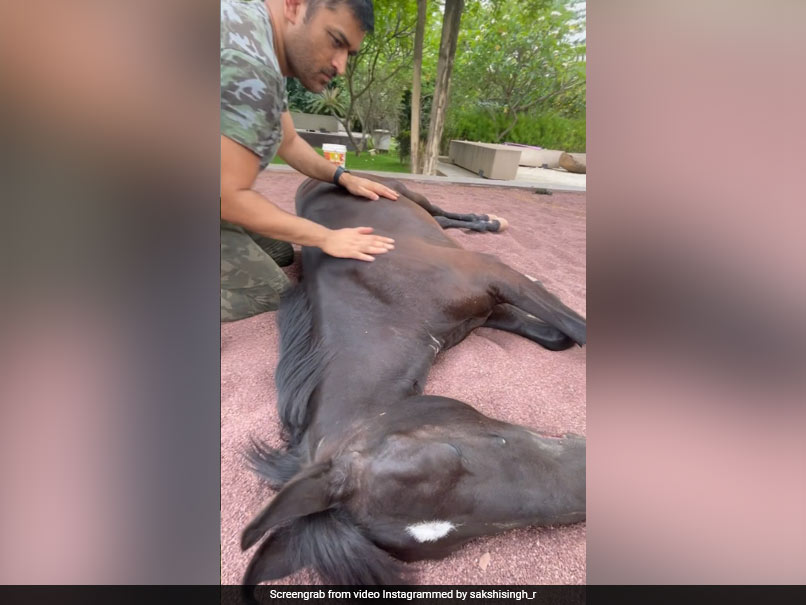 Watch: MS Dhoni Pampers His Horse, Wife Sakshi Singh Shares Video