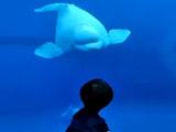 Video : Watch: Beluga Whale Comes To Say Hello