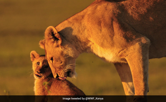 Mother's Day 2021: Special Messages, Images And Greetings