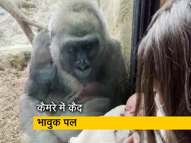 कीकी गोरिल्ला ने नई मॉम और बेबी के साथ बिताया खास पल