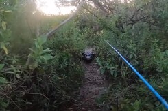 Watch: Giant Alligator Chases Florida Man During Tarpon Fishing Watch: Giant Alligator Chases Florida Man During Tarpon Fishing