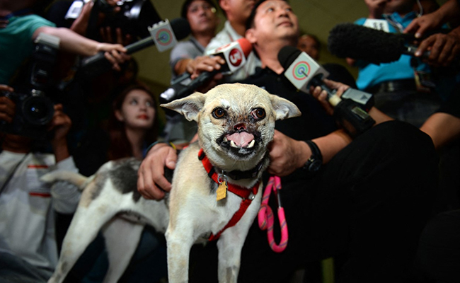 Dog Who Lost Its Snout While Rescuing Two Girls In The Philippines Dies