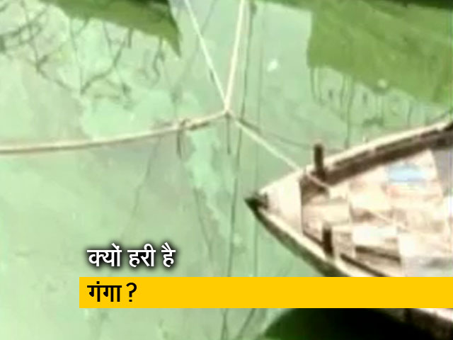 बनारस में गंगा का पानी हरा हुआ, क्या है वजह?