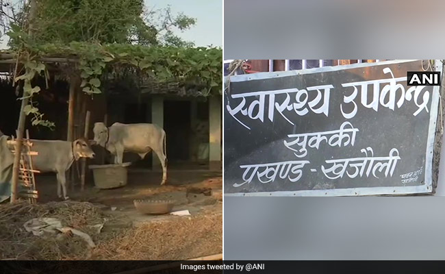 "कहीं गाय तो कहीं सूअर का डेरा" : कोरोना काल में बिहार के स्वास्थ्य केंद्रों का ऐसा है नज़ारा