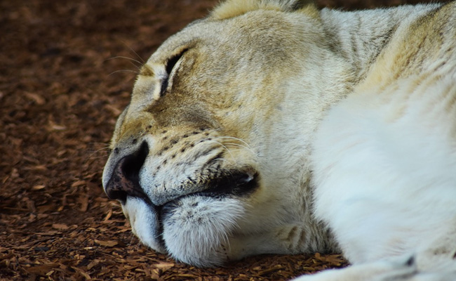 Lioness, Blackbucks Drowned In Gujarat, But Not Due To Cyclone Tauktae, Says Official: Report