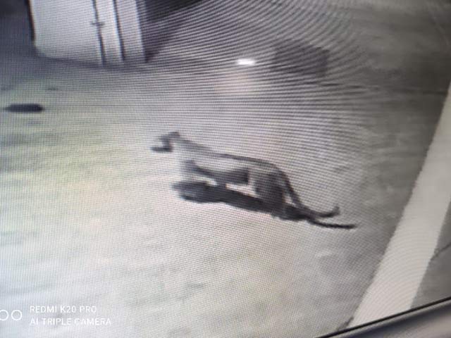 Watch: Leopard Enters Housing Society In Mumbai's Aarey Colony