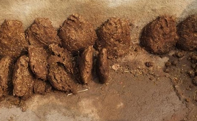 800 kg Cow Dung Allegedly Stolen From Chhattisgarh Village, Police File Case