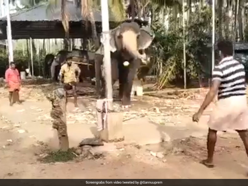 "Has English Passport": Michael Vaughan Shares Video Of Elephant Playing Cricket. Watch