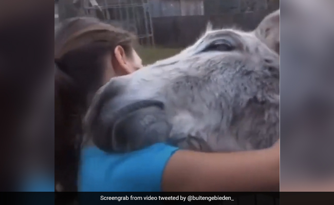 लड़की को देखते ही खुशी से झूम उठा गधा, पास आकर करने लगा कुछ ऐसा, 5 लाख बार देखा गया Video