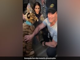 "We Got Him. He Is Healthy": US Officials Find Missing Tiger. Watch "We Got Him. He Is Healthy": US Officials Find Missing Tiger. Watch