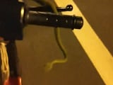 Video : Motorcycle Rider Finds A Slithery Surprise