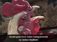 मुर्गा सुबह-सुबह बोलने लगा 'अल्लाह-अल्लाह', सुनकर हैरान रह गए लोग, देखें - Funny Video