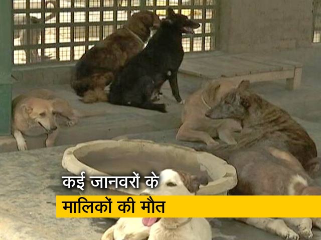 कोविड के कारण बेसहारा हो गए कई पालतू जानवर