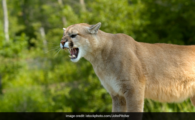 Terrifying Video Shows Hiker Trying To Run From A Mountain Lion