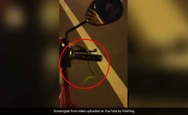 Unwanted Hitchhiker: Biker Screams After Noticing Snake Entangled In Motorbike Handle