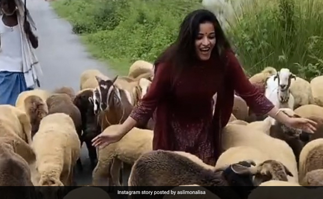 सड़क के बीचों-बीच भेड़ों के साथ Monalisa ने यूं की मस्ती, सोशल मीडिया पर वायरल हुआ Video