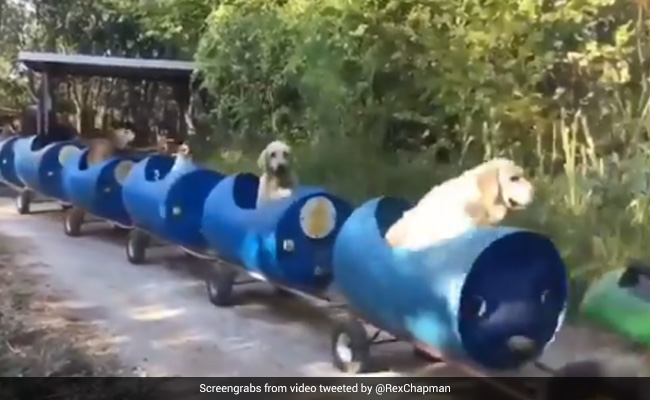 80 साल के बुजुर्ग ने जुगाड़ से बनाई कुत्तों के लिए स्पेशल ट्रेन, Street Dogs को कराते हैं ‘मस्ती की सवारी’ - देखें Video