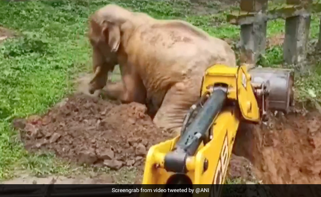 Watch: Elephant's Incredible Rescue From Pit - "Hand Of God"