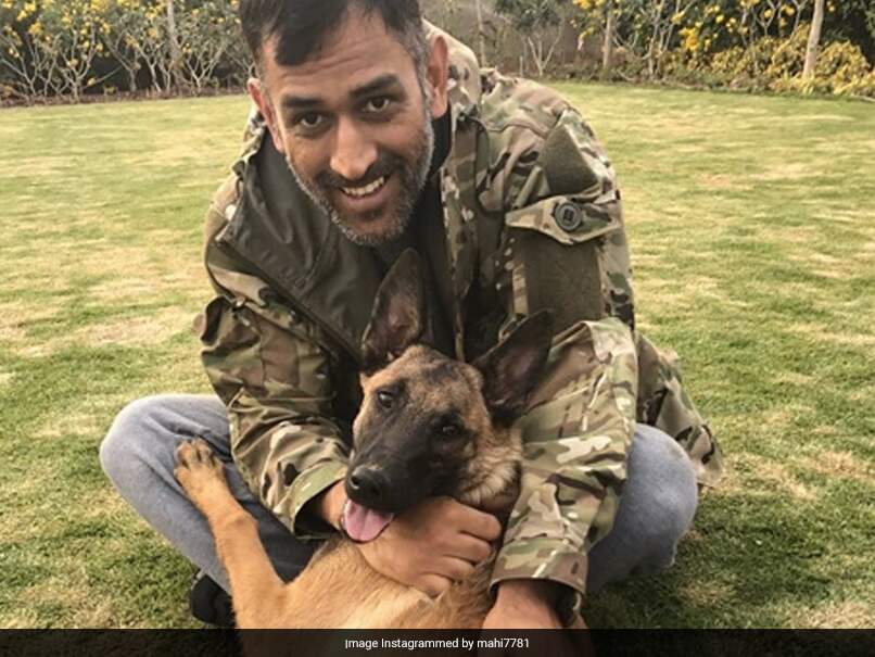 Watch: Fans Spot MS Dhoni In Wife Sakshis Latest Video Of Dogs Playing Fetch Watch: Fans Spot MS Dhoni In Wife Sakshis Latest Video Of Dogs Playing Fetch