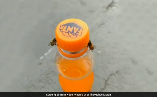 दो मधुमक्खियों ने देखते ही देखते खोल दिया कोल्डड्रिंक की बोतल का ढक्कन, देखकर हैरान रह गए लोग - देखें Video