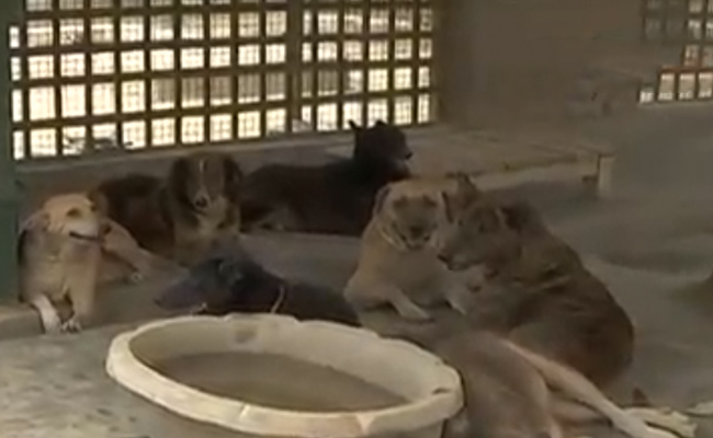 कोरोना ने छीन लिया बेजुबान जानवरों का सहारा, कई जानवरों के मालिकों की मौत