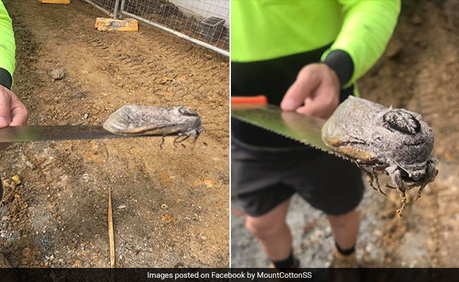 Spotted In Australia: A Monster Moth So Heavy That It Can't Fly