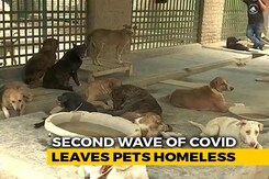 Amid India's Deadly Second Covid Wave, Pets Left Homeless Amid India's Deadly Second Covid Wave, Pets Left Homeless