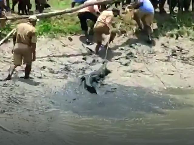 Crocodile Rescued By Forest Officials In West Bengal