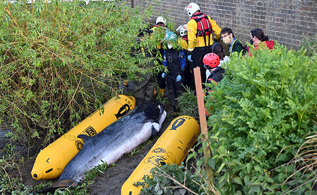 Young Whale Stranded In London's Thames Is Put Down
