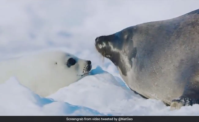 Mother's Day: A Kiss Is How A Seal Mom, Pup Recognize Each Other. See Here