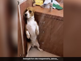 कुत्ते को नहलाने लगा मालिक, तो करने लगा ऐसी हरकत, 1 करोड़ से ज्यादा बार देखा गया Video कुत्ते को नहलाने लगा मालिक, तो करने लगा ऐसी हरकत, 1 करोड़ से ज्यादा बार देखा गया Video