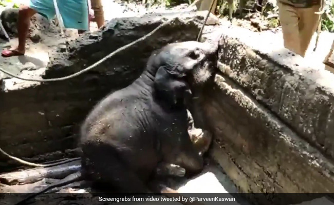 Watch: Baby Elephant Rescued From Water Reservoir In 4-Hour Operation