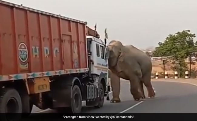 हाथी के सामने लगातार हॉर्न बजा रहा था ट्रक ड्राइवर, गुस्से में आकर किया Attack और फिर... देखें पूरा Video