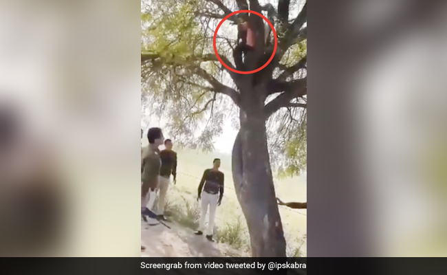 पेड़ पर चढ़ गया अपराधी, पकड़ने के लिए पुलिसवालों ने किया कुछ ऐसा, IPS बोला- 'खुदी को कर बुलंद इतना...' - देखें Video